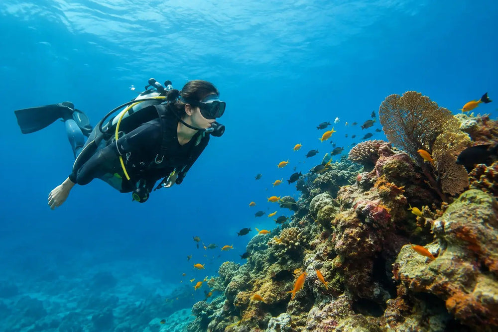 Providencia Colombia Diving for Quiet Reef Days